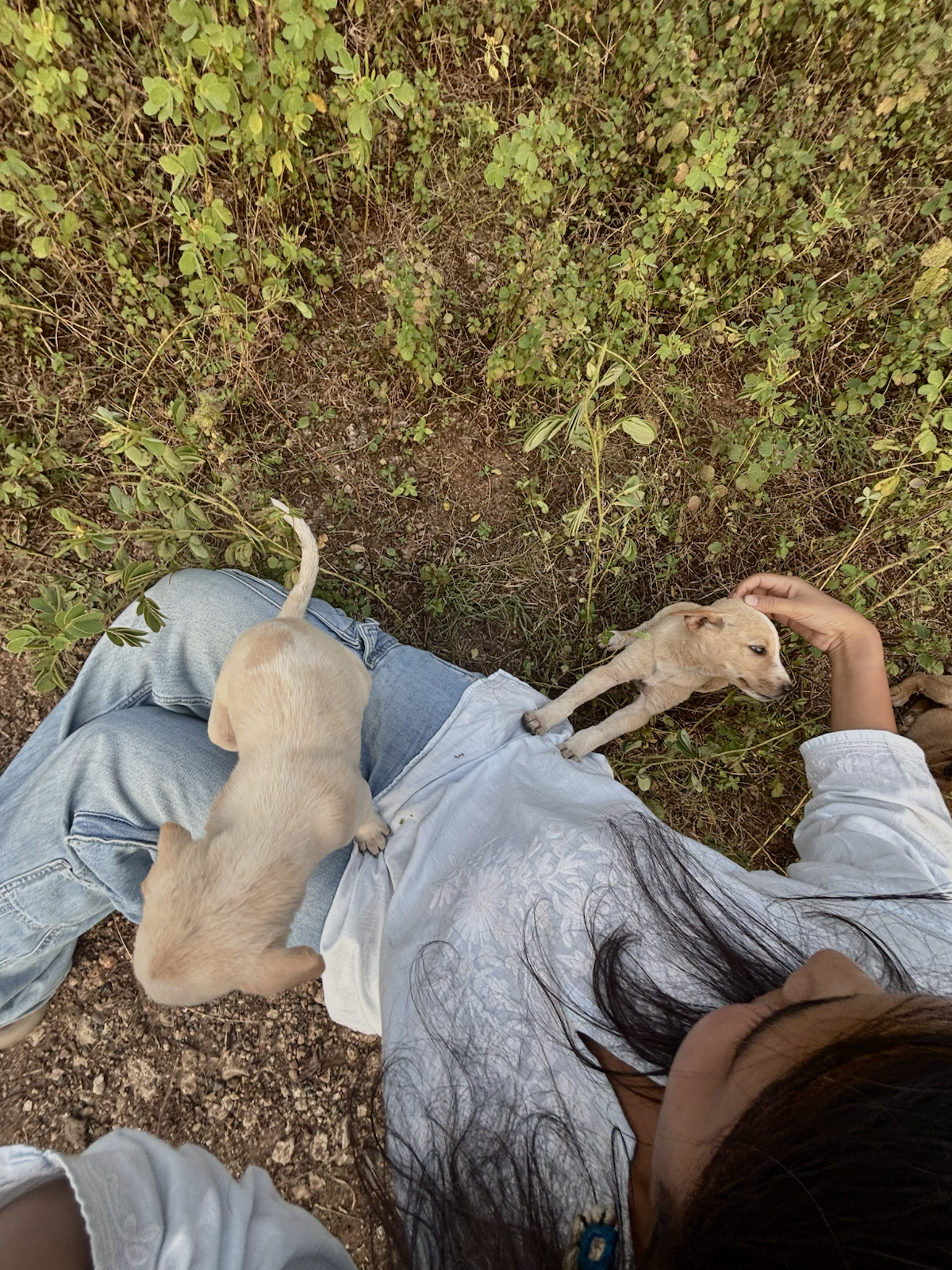 Puppies climbing onto Soniya